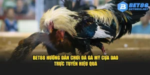 đá gà Mỹ cựa dao