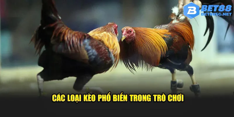 Cùng điểm qua các loại kèo đá gà Mỹ cựa dao phổ biến tại nhà cái