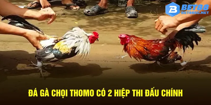 Đá gà chọi Thomo có 2 hiệp thi đấu chính