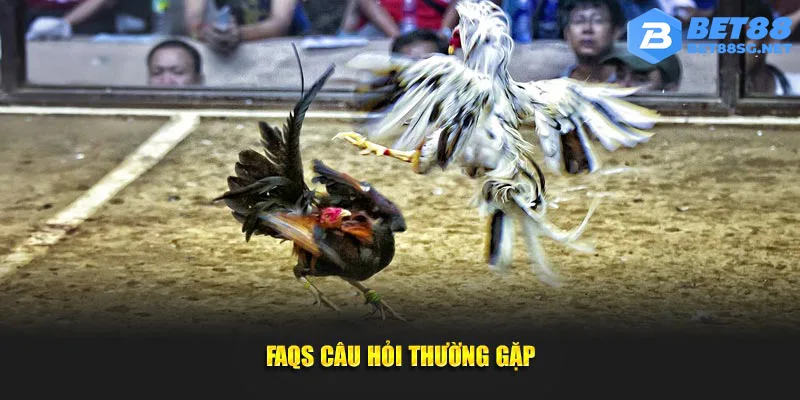 FAQs câu hỏi thường gặp