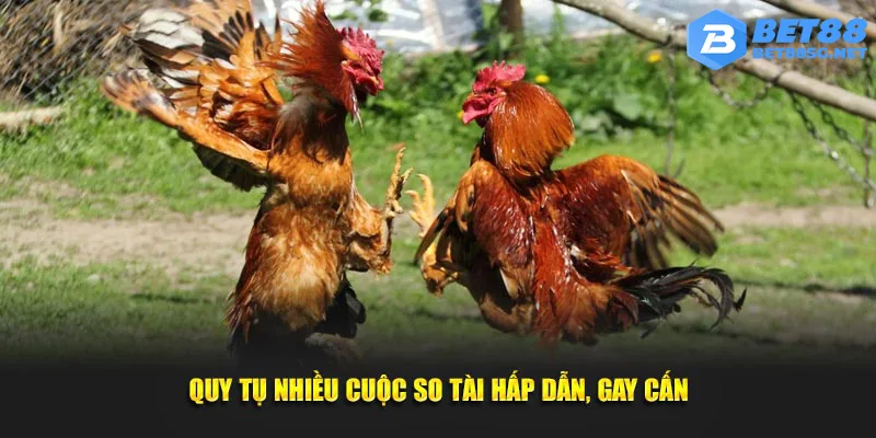 Nhiều trận chọi gà hấp dẫn, gay cấn