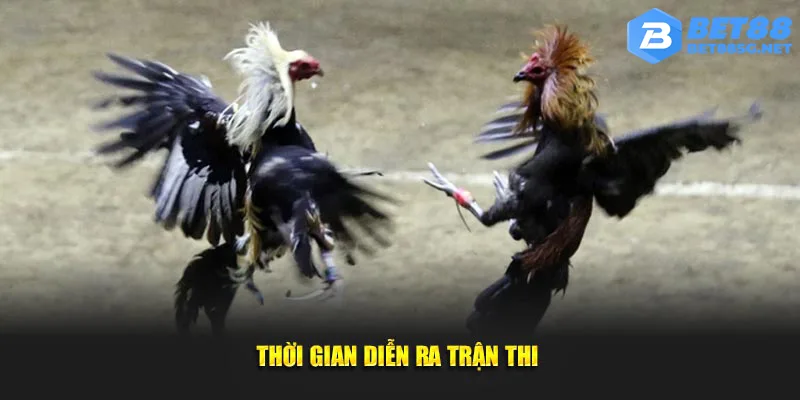 Khoảng thời gian trận đá gà diễn ra